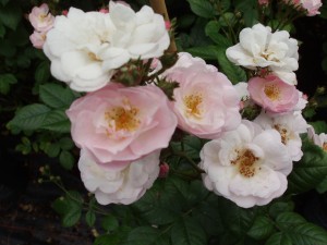 PERENNIAL BLUSH (rambler)